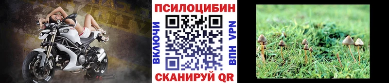 Псилоцибиновые грибы мицелий  Купить где  Дагестанские Огни 